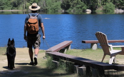 Why Walks Aren’t Enough for High-Drive Dogs and What Actually Works